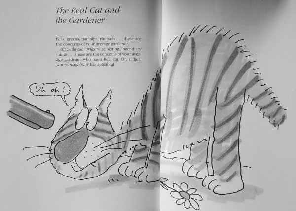 20190903 The unadulterated cat 9